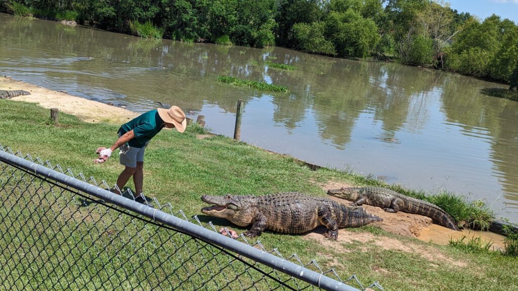 A giant alligator at Alligator Alley in Gulf Shores, Alabama, lunging for food during a feeding demonstration.