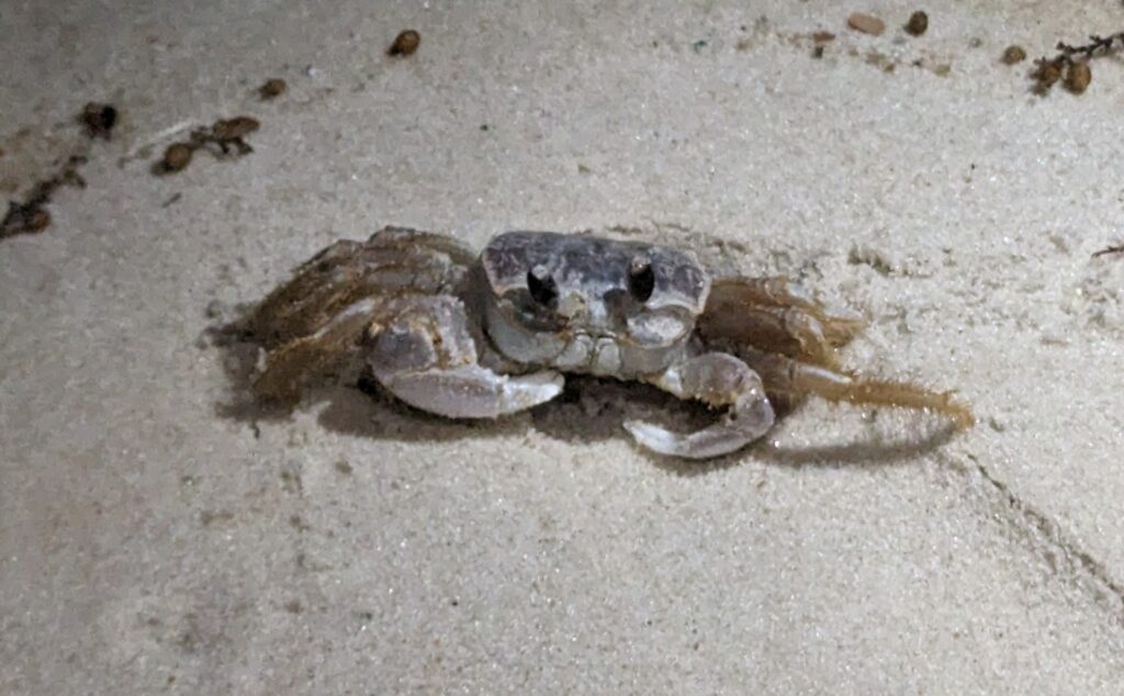 Close-up of a small crab on the sandy beach in Gulf Shores, Alabama, with intricate details of its shell and claws visible.