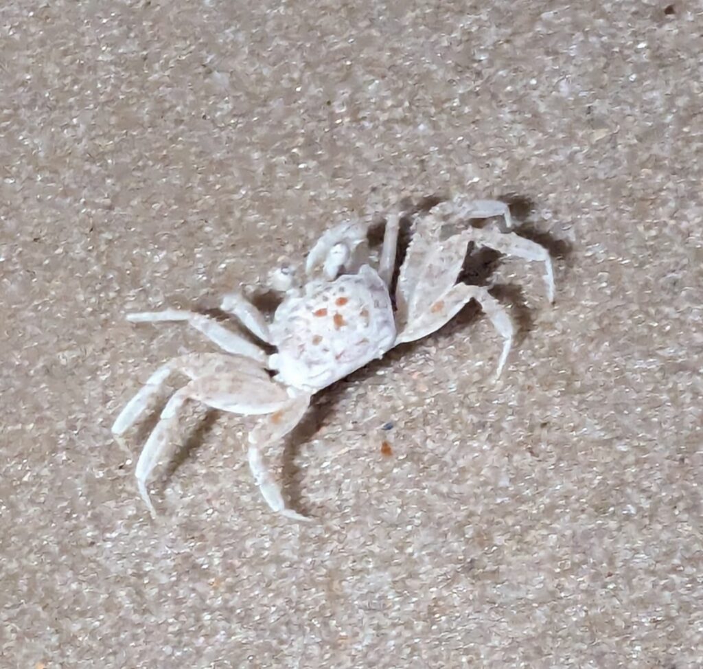 Close-up of a small crab on the sandy beach in Gulf Shores, Alabama, with intricate details of its shell and claws visible.