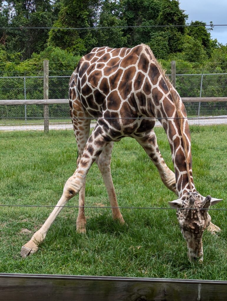 A giraffe standing gracefully in its habitat at the Alabama Gulf Coast Zoo in Gulf Shores, Alabama, with trees in the background.