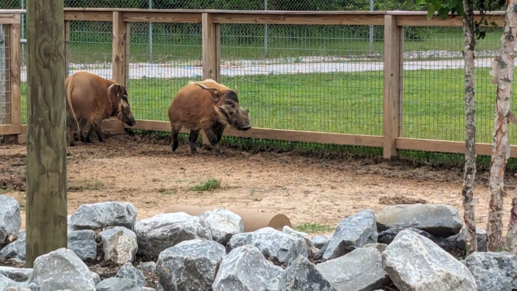 A warthog standing in its habitat at the Alabama Gulf Coast Zoo in Gulf Shores, Alabama, surrounded by natural landscaping.